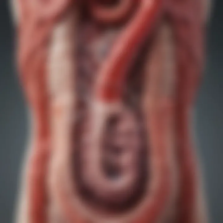 Illustration depicting the gastrointestinal tract highlighting areas where bleeding may occur