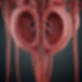 Illustration depicting the kidneys and their role in filtering blood