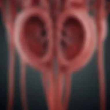 Illustration depicting the kidneys and their role in filtering blood