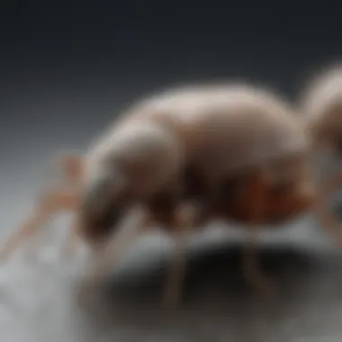 Health Impacts of House Lice Infestation Visual representation of health impacts caused by lice infestations.