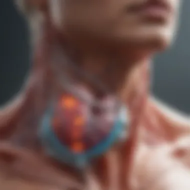 Thyroid Hormones and Cardiac Dynamics Graphic representation of thyroid hormone effects on heart rate