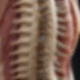 Anatomical illustration of the lumbar spine