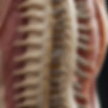 Anatomical illustration of the lumbar spine