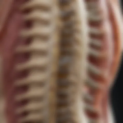 Anatomical illustration of the lumbar spine