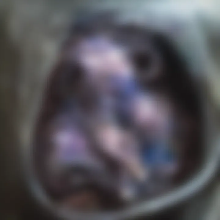 Lateral sutures showcasing anatomical structure