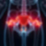 Illustration of the pelvic floor anatomy