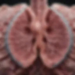 Illustration of lung tissue showing mild fibrotic changes