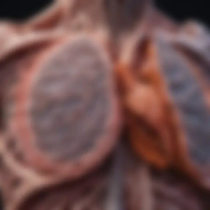 Chart illustrating the pathophysiology of lung fibrosis