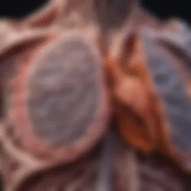 Pathophysiology of Mild Lung Fibrosis Chart illustrating the pathophysiology of lung fibrosis