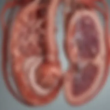 Interrelationship Between Kidney Health and Systemic Well-being Illustration showing the relationship between kidney health and systemic conditions