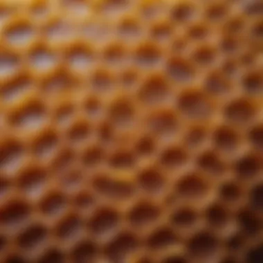 A close-up view of raw honeycomb showcasing its natural texture and colors