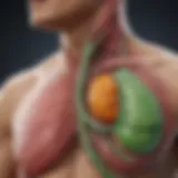 Anatomy of the gallbladder illustrating its position related to the chest
