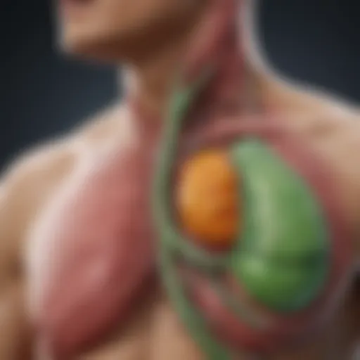 Anatomy of the gallbladder illustrating its position related to the chest