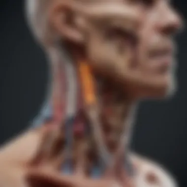 Diagram showing neck anatomy and pain points.