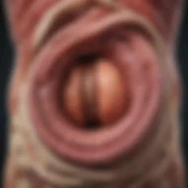 Close-up of digestive system illustration highlighting diverticula