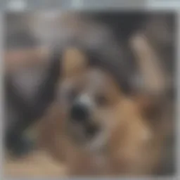 Close-up of a dog receiving medication