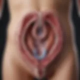 Anatomical diagram depicting vaginal health