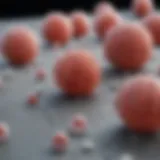 Microscopic view of white blood cells highlighting their role in leukemia