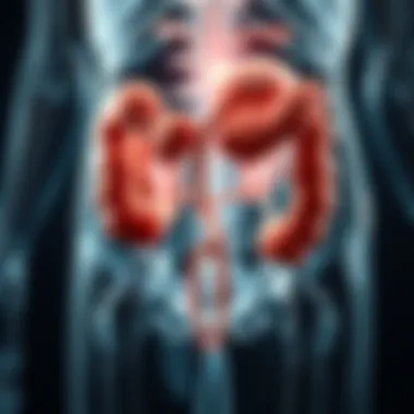 Anatomical diagram highlighting urinary system functions